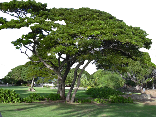 samanea monkeypod tree or rain tree