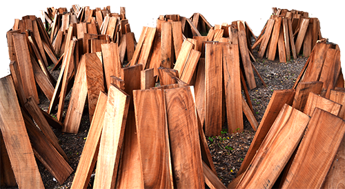 samanea-wood-cutted in slides